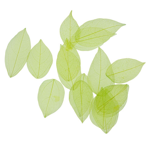 Dried Leaves- Magnolia (various colors) by Alkademie - Alambika Canada